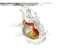 Side view of a diving lions head goldfish Royalty Free Stock Photo