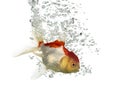 Side view of a diving lions head goldfish Royalty Free Stock Photo