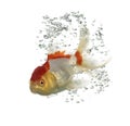 Side view of a diving lions head goldfish Royalty Free Stock Photo