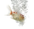 Side view of a diving lions head goldfish Royalty Free Stock Photo