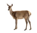 Side view of a doe, Female red deer, isolated Royalty Free Stock Photo