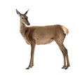 Side view of a doe looking backwards, Female red deer Royalty Free Stock Photo