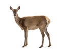 Side view of a doe looking at the camera, Female red deer Royalty Free Stock Photo