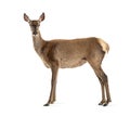 Side view of a doe looking at the camera, Female red deer Royalty Free Stock Photo