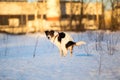 Side view at a dog goes to the toilet Royalty Free Stock Photo