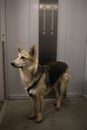 Side view at a dog standing in elevator Royalty Free Stock Photo