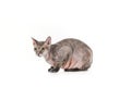 side view of domestic grey sphynx cat sitting