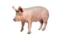 Side view of a Domestic pig, isolated on white Royalty Free Stock Photo
