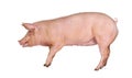 Side view of a Domestic pig, isolated on white Royalty Free Stock Photo