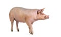 Side view of a Domestic pig, isolated on white Royalty Free Stock Photo