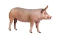 Side view of a Domestic pig, isolated on white Royalty Free Stock Photo