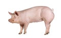 Side view of a Domestic pig, isolated on white Royalty Free Stock Photo