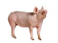 Side view of a Domestic pig, isolated on white Royalty Free Stock Photo