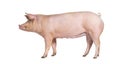 Side view of a Domestic pink pig, isolated on white Royalty Free Stock Photo