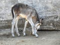 Donkey foal against the background of stones