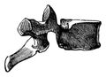 Side View of a Dorsal Vertebra, vintage illustration