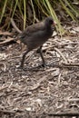 this is a side view of a dusky moorhen chick Royalty Free Stock Photo