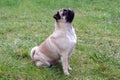 Side view of a dutiful pug looking forward and waiting while sitting