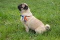 Side view of a dutiful pug looking forward and waiting while sitting