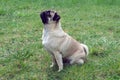 Side view of a dutiful pug looking forward and waiting while sitting