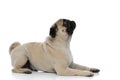 Side view of a dutiful pug looking up and waiting Royalty Free Stock Photo