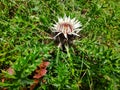 Side view of a Dwarf Carline Thistle Carlina acaulis Royalty Free Stock Photo