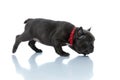 Side view of an eager French bulldog cub sniffing Royalty Free Stock Photo