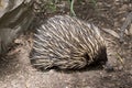 this is a side view of a echidna looking for ants