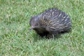 Echidna porcupine walking on green grass Royalty Free Stock Photo