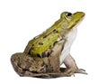 Side view of a Edible Frog looking up Royalty Free Stock Photo