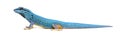 Side view of a Electric blue gecko, Lygodactylus williamsi Royalty Free Stock Photo