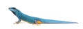 Side view of a Electric blue gecko, Lygodactylus williamsi Royalty Free Stock Photo