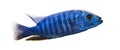 Side view of an Electric Blue Hap, Sciaenochromis ahli, isolated