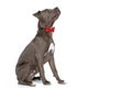 Side view of elegant american staffordshire terrier dog with bowtie looking up Royalty Free Stock Photo
