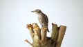 Side view of grey bird common starling Sturnus vulgaris sitting on wooden branch stump cut tree on white background.