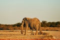 Side view. Elephant is in the wildlife at daytime