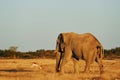 Side view. Elephant is in the wildlife at daytime