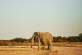 Side view. Elephant is in the wildlife at daytime