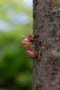 Annual Cicada Exoskeleton on the side of a Tree Royalty Free Stock Photo