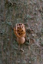 Annual Cicada Exoskeleton on the side of a Tree Royalty Free Stock Photo