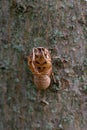 Annual Cicada Exoskeleton on the side of a Tree