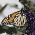 Side view of an endangered Monarch Butterfly (Danaus plexippus) feeding on purple flowers. Royalty Free Stock Photo