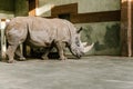 side view of endangered white rhino Royalty Free Stock Photo