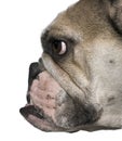 Side view of English bulldog, close-up Royalty Free Stock Photo
