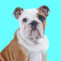 side view of english bulldog dog looking forward and sitting Royalty Free Stock Photo