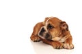 Side view of an english bulldog puppy laying down Royalty Free Stock Photo