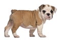 Side view, English Bulldog puppy, standing Royalty Free Stock Photo