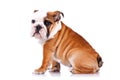 Side view of an english bulldog sitting Royalty Free Stock Photo