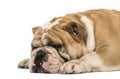 Side view of an English bulldog sleeping isolated on white Royalty Free Stock Photo