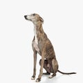 side view of english hound dog looking up side and sitting Royalty Free Stock Photo